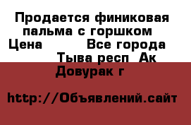 Продается финиковая пальма с горшком › Цена ­ 600 - Все города  »    . Тыва респ.,Ак-Довурак г.